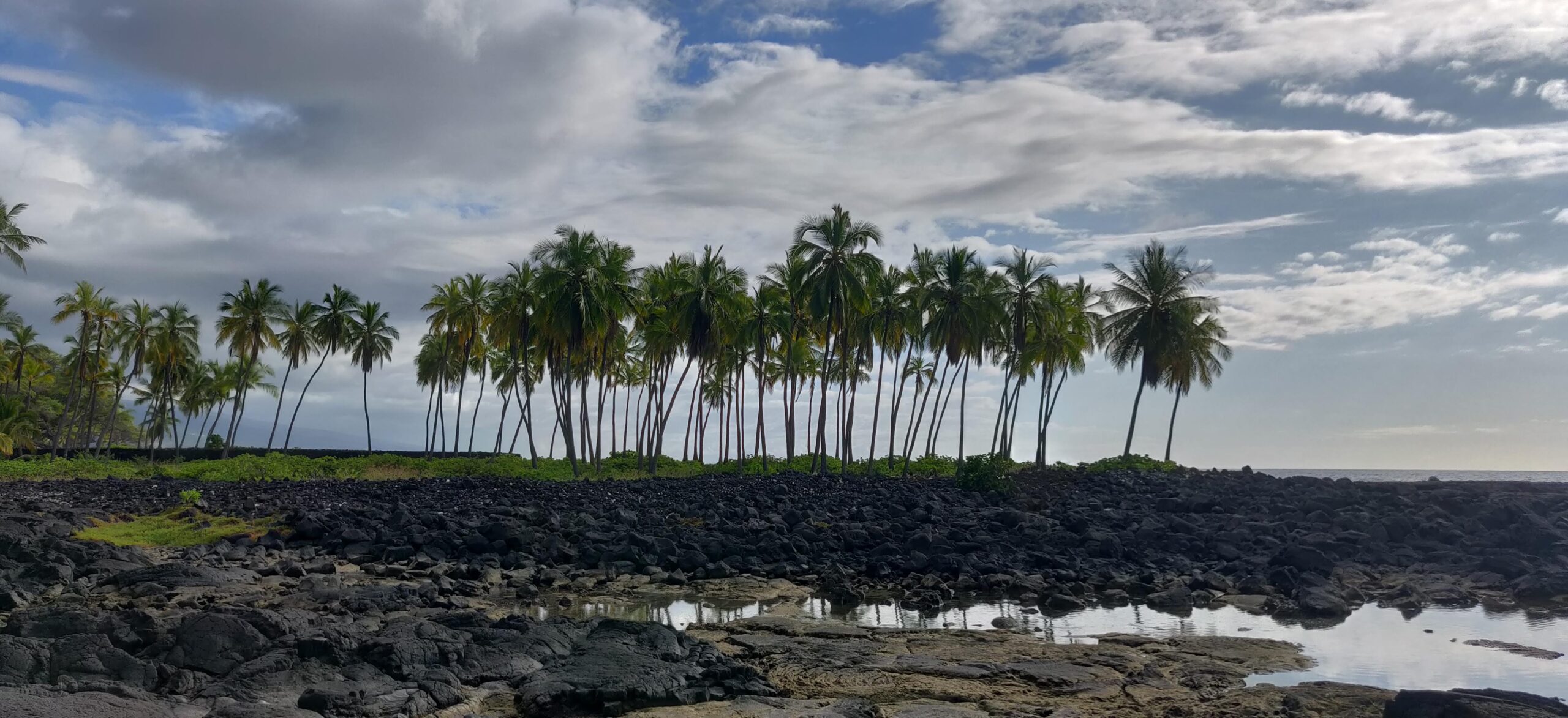 Kona Palm Trees I See Life In HD